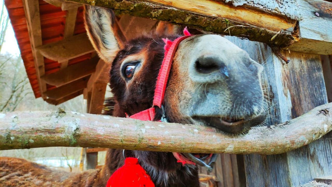 Hanul Din Padure Daneş Buitenkant foto